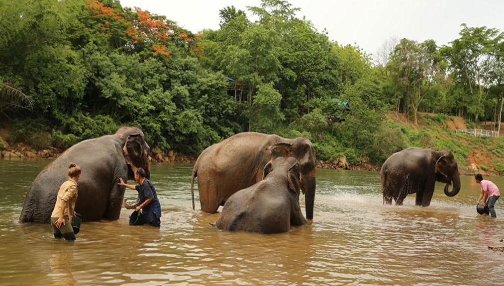 Experiencia con elefantes en Kanchanaburi - Desde Bangkok - Foto 1